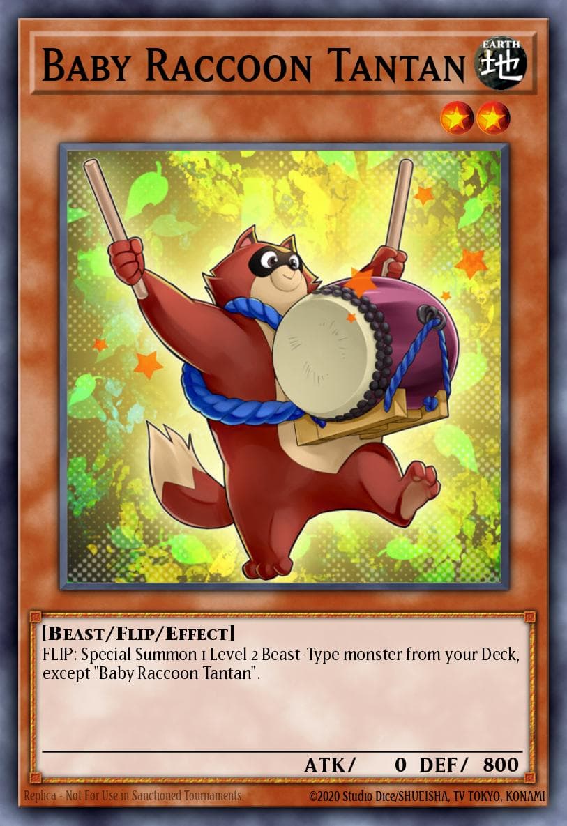 Baby Raccoon Tantan