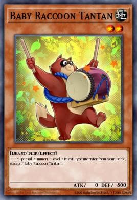Baby Raccoon Tantan